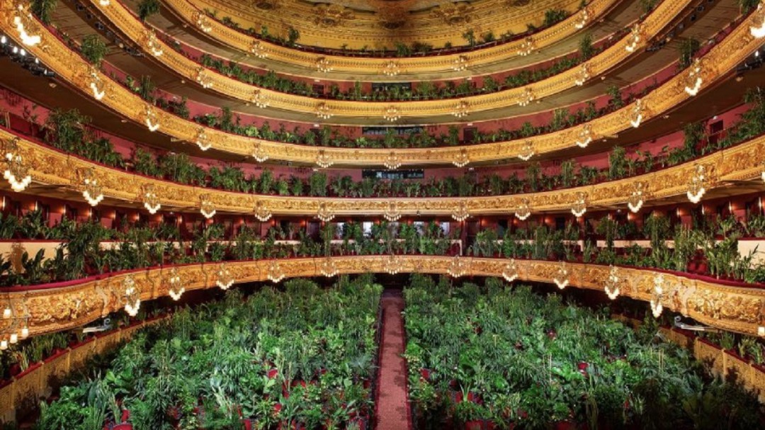 Concierto para plantas; así abre el Liceu de Barcelona con 2 mil asistentes