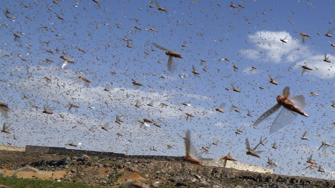 Plaga de langostas pone en alerta a estos países de Sudamérica
