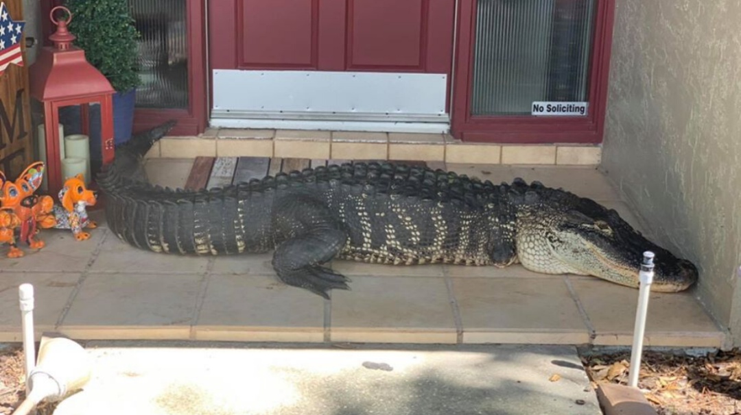 Una familia abre la puerta de su casa y se encuentra con un cocodrilo