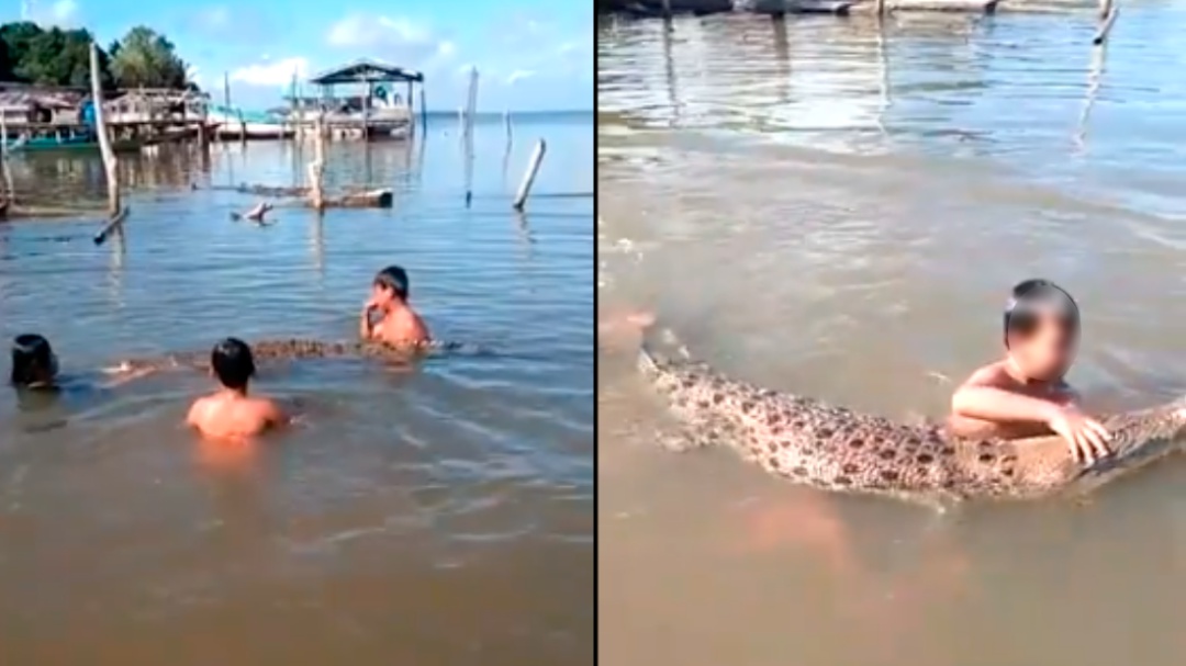 Niños nadan con cocodrilo de 2 metros mientras su papá los graba