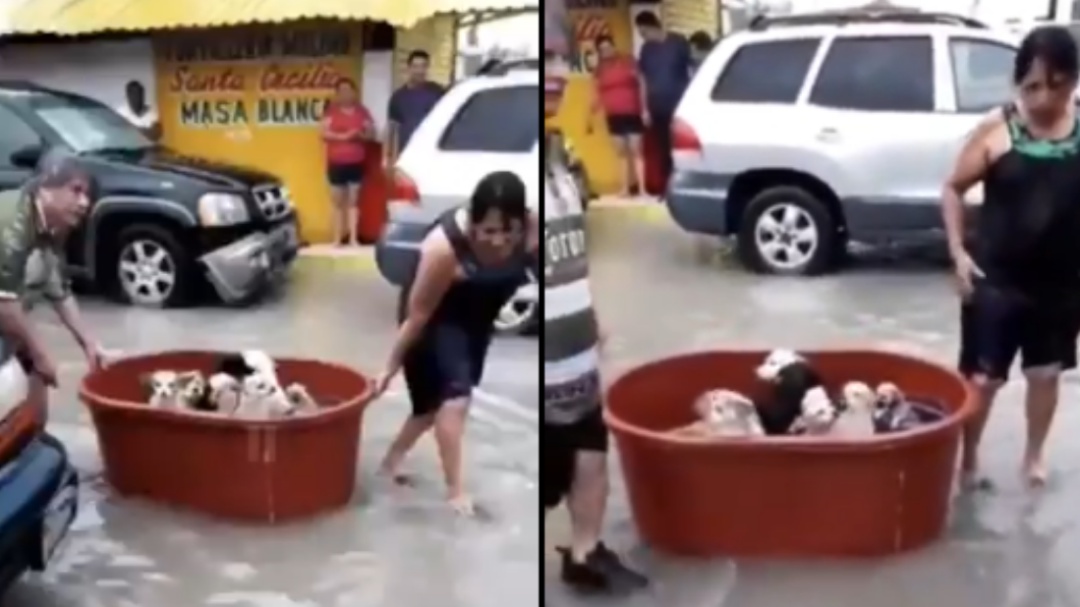 Familia se preocupa en rescatar a sus perritos tras el paso de 'Hanna'