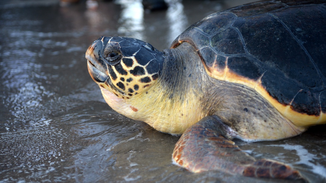 Tortugas marinas rompen récord y aumentan el 30 % su anidación en Cozumel