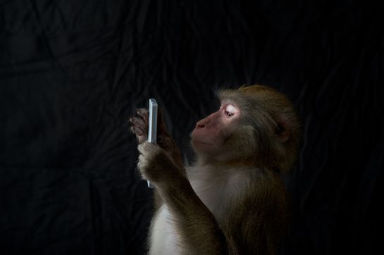 Al macaco Rhesus se le ha relacionado con los humanos debido a que en investigaciones médicas y científicas Al macaco Rhesus se le ha relacionado con los humanos debido a que en investigaciones médicas y científicas