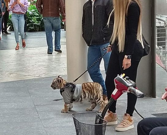 Tigre cachorro en Antara Tigre cachorro en Antara