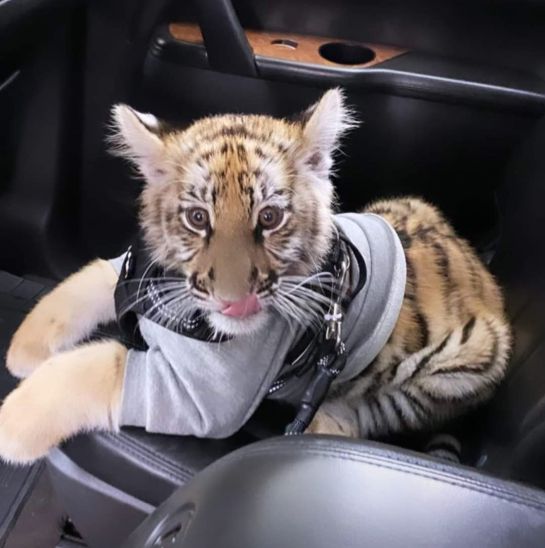 Tigre en redes sociales Tigre en redes sociales