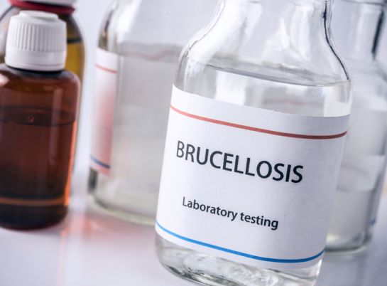 La bacteria brucella causa la brucelosis o fiebre de malta La bacteria brucella causa la brucelosis o fiebre de malta