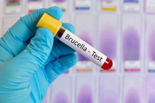 La brucelosis regularmente se transmite entre animales La brucelosis regularmente se transmite entre animales