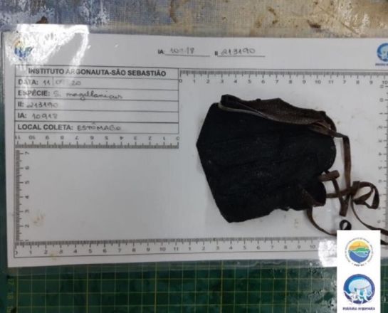 Se encontró una máscara en el interior del estómago del pingüino Se encontró una máscara en el interior del estómago del pingüino