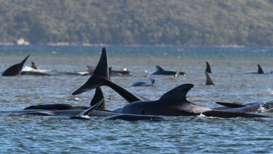 Los expertos precisaron que dos grupos de esta especie de ballenas encallaron en bancos de arena en Macquarie Harbour Los expertos precisaron que dos grupos de esta especie de ballenas encallaron en bancos de arena en Macquarie Harbour