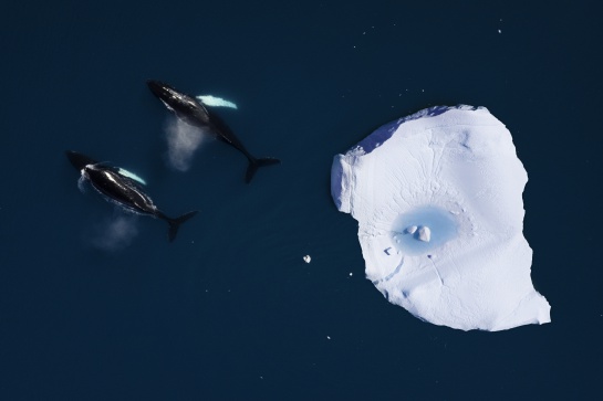 Se considera que una especie está en peligro de extinción cuando todos los representantes de la misma corren el riesgo de desaparecer de la Tierra Se considera que una especie está en peligro de extinción cuando todos los representantes de la misma corren el riesgo de desaparecer de la Tierra