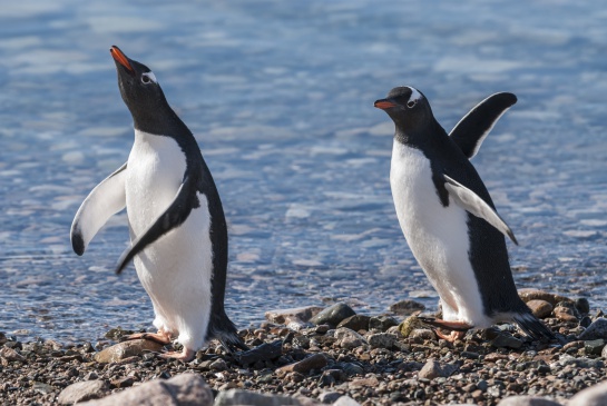 El pingüino emperador ha disminuido al menos el 80% desde la década de 1970 El pingüino emperador ha disminuido al menos el 80% desde la década de 1970