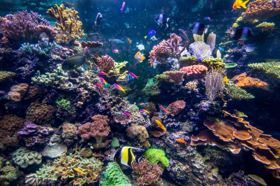 Los corales, es un ecosistema que da alimento y refugio a infinidad de peces Los corales, es un ecosistema que da alimento y refugio a infinidad de peces