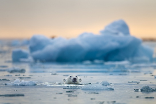 Los osos polares dependen del hielo marino para poder atrapar a sus presas Los osos polares dependen del hielo marino para poder atrapar a sus presas