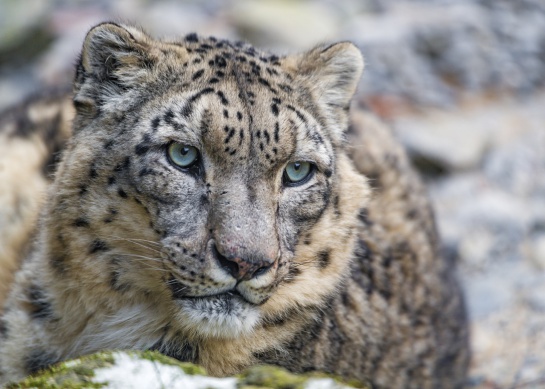 De acuerdo con la ONU, el leopardo de las nieves o también conocido como el fantasma de las montañas desde octubre de 2019 está en peligro De acuerdo con la ONU, el leopardo de las nieves o también conocido como el fantasma de las montañas desde octubre de 2019 está en peligro