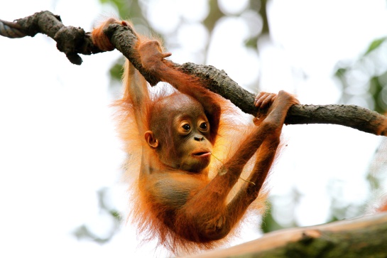 Estos primates, son los mamíferos arbóreos más grandes del mundo, pesan unos 75 kilos y miden alrededor de 130 cm de largo Estos primates, son los mamíferos arbóreos más grandes del mundo, pesan unos 75 kilos y miden alrededor de 130 cm de largo