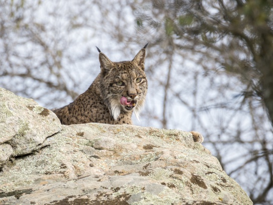 El lince ibérico se alimenta casi exclusivamente de los conejos y ha sido privado de alimento por la disminución de sus presas El lince ibérico se alimenta casi exclusivamente de los conejos y ha sido privado de alimento por la disminución de sus presas