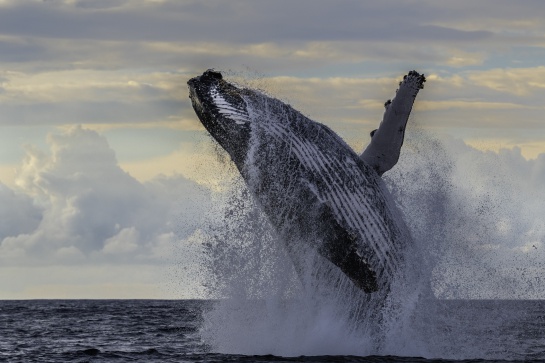 La ballenas necesitan temperaturas oceánicas muy específicas para su migración, alimentación y hábitos reproductivos La ballenas necesitan temperaturas oceánicas muy específicas para su migración, alimentación y hábitos reproductivos
