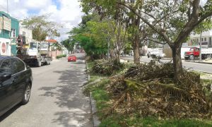 Permanecen en calles de Cancún toneladas de basura vegetal por "Delta" Permanecen en calles de Cancún toneladas de basura vegetal por "Delta"