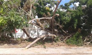 Permanecen en calles de Cancún toneladas de basura vegetal por "Delta" Permanecen en calles de Cancún toneladas de basura vegetal por "Delta"
