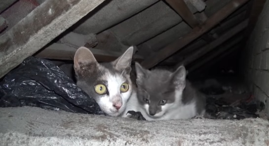 Los gatitos de refugio tomaron un pequeño agujero, pero este no se encontraba en las mejores condiciones pues estaba lleno de basura y moscas Los gatitos de refugio tomaron un pequeño agujero, pero este no se encontraba en las mejores condiciones pues estaba lleno de basura y moscas