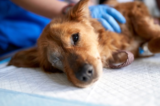 La mujer se metió hasta la jaula del perrito con el objetivo de animarlo mientras se recuperaba de una operación La mujer se metió hasta la jaula del perrito con el objetivo de animarlo mientras se recuperaba de una operación