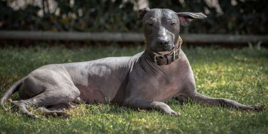 El término xoloitzcuintle se origina del náhuatl: xólotl, extraño, deforme y de la palabra itzcuintli, perro. El término xoloitzcuintle se origina del náhuatl: xólotl, extraño, deforme y de la palabra itzcuintli, perro.