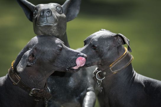 El Xolo es un perro sin pelo, de piel muy suave El Xolo es un perro sin pelo, de piel muy suave