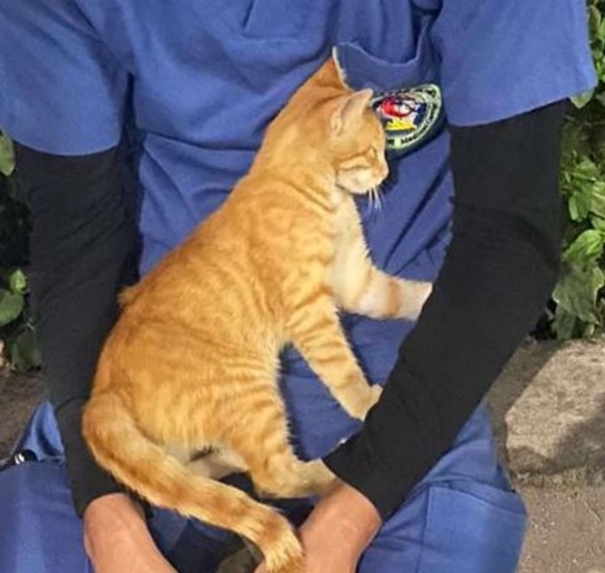 Mientras él hablaba con un amigo el pequeño minino se acercó, sin maullar, se refugió en sus brazos, lo miró a los ojos y se quedó dormido Mientras él hablaba con un amigo el pequeño minino se acercó, sin maullar, se refugió en sus brazos, lo miró a los ojos y se quedó dormido