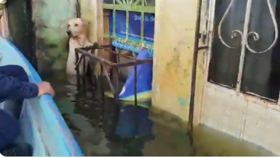 El perrito atemorizado se aferraba con sus patitas delanteras a un balcón mientras cuidaba de no ahogarse El perrito atemorizado se aferraba con sus patitas delanteras a un balcón mientras cuidaba de no ahogarse