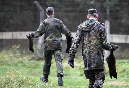 La policía ha tratado de contrarrestar el fenómeno de los visones emergiendo de la tierra La policía ha tratado de contrarrestar el fenómeno de los visones emergiendo de la tierra
