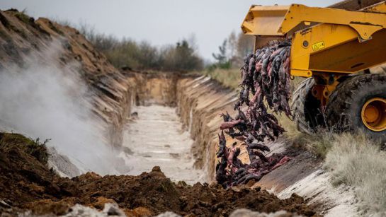 Visones fueron enterrados a un metro bajo tierra. Ahora los visones están hinchados con gases y miles están subiendo a la superficie. Visones fueron enterrados a un metro bajo tierra. Ahora los visones están hinchados con gases y miles están subiendo a la superficie.