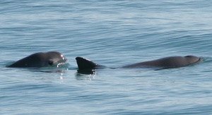 La Semarnat estima que existen menos de 22 vaquitas en la zona norte del Golfo de California La Semarnat estima que existen menos de 22 vaquitas en la zona norte del Golfo de California