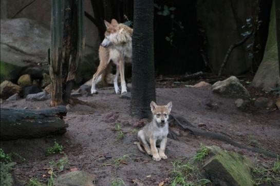 El lobo mexicano vivía en los bosques y desiertos de Sonora y Chihuahua, oeste de Texas, sur de Nuevo México y centro de Arizona en Estados Unidos El lobo mexicano vivía en los bosques y desiertos de Sonora y Chihuahua, oeste de Texas, sur de Nuevo México y centro de Arizona en Estados Unidos
