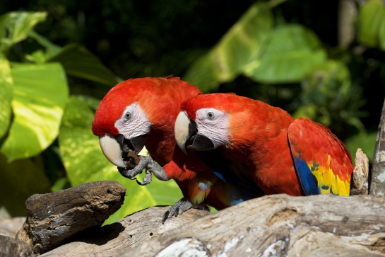 La población de la guacamaya roja se desconoce y se concentra en la Selva Lacandona La población de la guacamaya roja se desconoce y se concentra en la Selva Lacandona