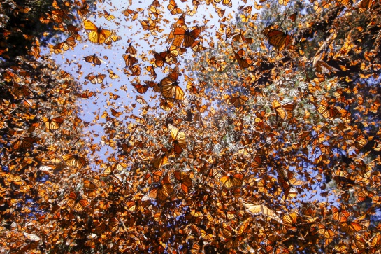 La ruta de la mariposa monarca está en peligro en América del Norte debido a la desaparición de bosques y plantas que son su alimento La ruta de la mariposa monarca está en peligro en América del Norte debido a la desaparición de bosques y plantas que son su alimento