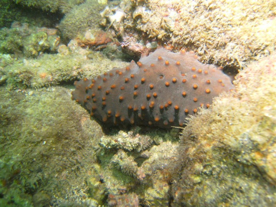 En los últimos años el pepino de mar se ha convertido en el 'oro negro' marino de México por el incremento de su demanda En los últimos años el pepino de mar se ha convertido en el 'oro negro' marino de México por el incremento de su demanda