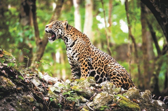 El jaguar está en peligro de extinción por la destrucción de su hábitat, debido a distintas actividades humanas, y la cacería por su preciada piel El jaguar está en peligro de extinción por la destrucción de su hábitat, debido a distintas actividades humanas, y la cacería por su preciada piel