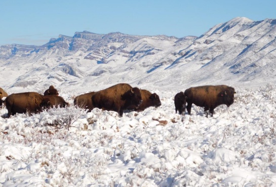 Se tuvo una reintroducción exitosa de 19 bisontes americanos Se tuvo una reintroducción exitosa de 19 bisontes americanos