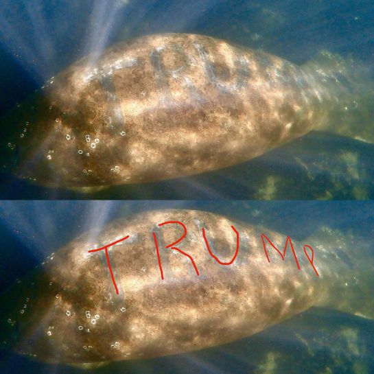 Manatí que tenía "TRUMP" tallado en su cuerpo Manatí que tenía "TRUMP" tallado en su cuerpo