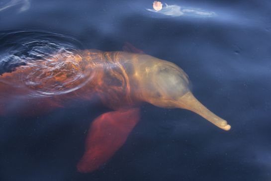 Los delfines de agua dulce viven en los ríos más caudalosos del mundo. Los delfines de agua dulce viven en los ríos más caudalosos del mundo.