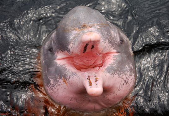 Los delfines rosas de agua dulce entraron a la lista roja y están en riesgo de desaparecer este 2021 Los delfines rosas de agua dulce entraron a la lista roja y están en riesgo de desaparecer este 2021