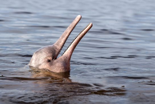 Se conocen 5 especies de delfines de agua dulce que están incluidos en la lista roja de peligro en extinción Se conocen 5 especies de delfines de agua dulce que están incluidos en la lista roja de peligro en extinción