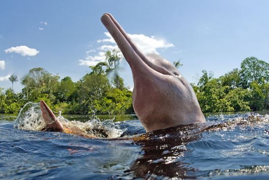 El delfín rosa es un cetáceo de agua dulce que existe en las cuencas de los ríos Amazonas El delfín rosa es un cetáceo de agua dulce que existe en las cuencas de los ríos Amazonas