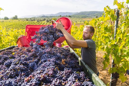 La persona tendrá que adquirir conocimientos sobre viñedos y operaciones de las bodegas. La persona tendrá que adquirir conocimientos sobre viñedos y operaciones de las bodegas.