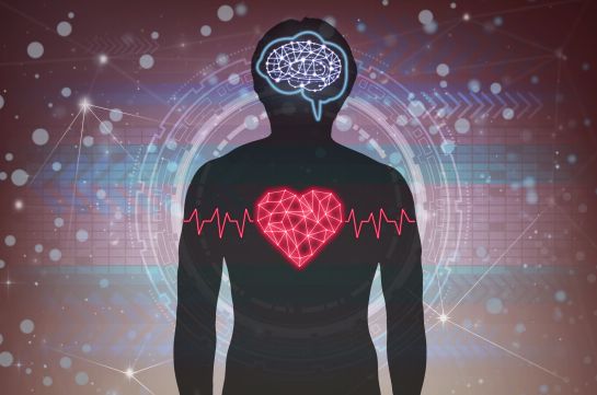 Cuanto mayor sea la actividad de las células nerviosas en la amígdala, mayor probabilidad de desarrollar antes el "síndrome del corazón roto". Cuanto mayor sea la actividad de las células nerviosas en la amígdala, mayor probabilidad de desarrollar antes el "síndrome del corazón roto".