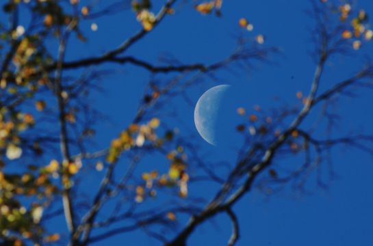Puede haber hasta 15 árboles cultivados en el Reino Unido a partir de semillas que volaron a la Luna. Puede haber hasta 15 árboles cultivados en el Reino Unido a partir de semillas que volaron a la Luna.