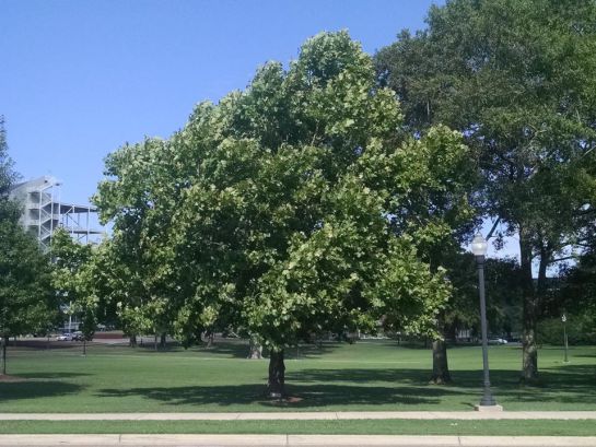 Un árbol lunar sicómoro plantado en la Universidad Estatal de Mississippi. Un árbol lunar sicómoro plantado en la Universidad Estatal de Mississippi.