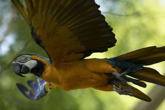 Una guacamaya azulamarilla visita el zoológico de la ciudad casi todos los días para tratar de encontrar pareja. Una guacamaya azulamarilla visita el zoológico de la ciudad casi todos los días para tratar de encontrar pareja.