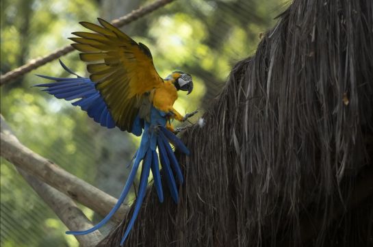 Los guacamayos tienen la gran ventaja de poder encontrarse dentro de la densidad de la selva gracias a su ruido y a su plumaje brillante y colorido. Los guacamayos tienen la gran ventaja de poder encontrarse dentro de la densidad de la selva gracias a su ruido y a su plumaje brillante y colorido.