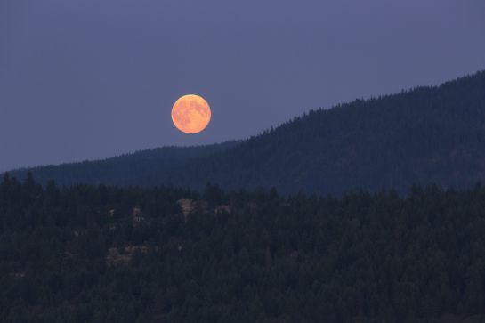 La “Luna de Sangre” saldrá desde la madrugada y momentos antes del amanecer, alrededor de las 6:00 horas. La “Luna de Sangre” saldrá desde la madrugada y momentos antes del amanecer, alrededor de las 6:00 horas.